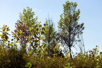 Autumn Nature Landscape with Wildlife and Plants