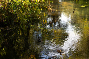 Autumn Nature Landscape with Wildlife and Plants