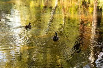 Autumn Nature Landscape with Wildlife and Plants