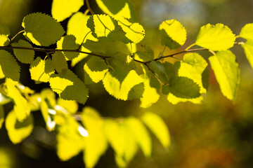 Autumn Nature Landscape with Wildlife and Plants