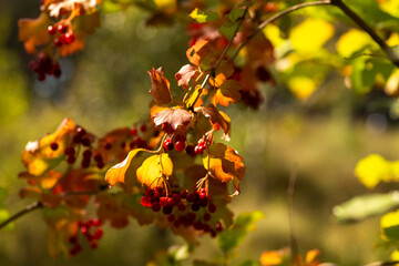 Autumn Nature Landscape with Wildlife and Plants