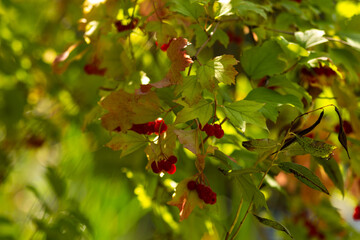 Autumn Nature Landscape with Wildlife and Plants