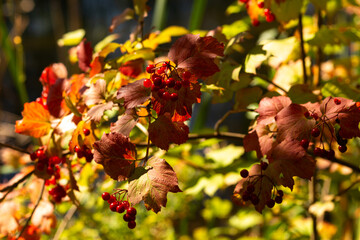 Autumn Nature Landscape with Wildlife and Plants