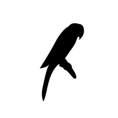 Silhouette of a Parrot 
