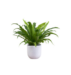 green plant in a pot