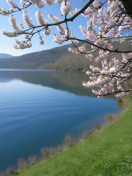 Le printemps fleurit au bord d'un lac tranquille