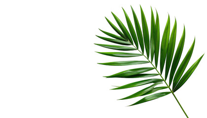 Close-up palm leaf against black