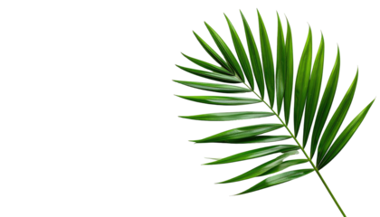 Close-up palm leaf against black