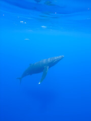 Obraz premium baleia franca free whale ocean oceano mar Eubalaena australis