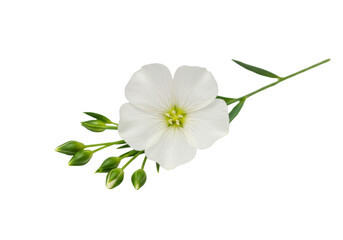 Fototapeta premium Delicate white flax flower with five petals, pale yellow center, green buds and stem, isolated on a transparent background with copy space, macro, concept of serene botanical purity