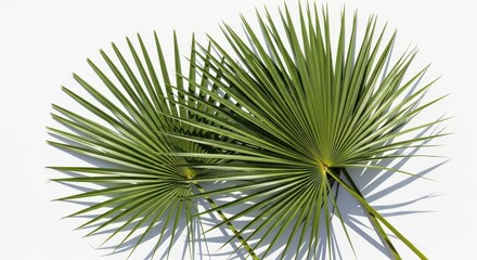 Green Fan Palm Leaves Detailed Close Up Against White Background