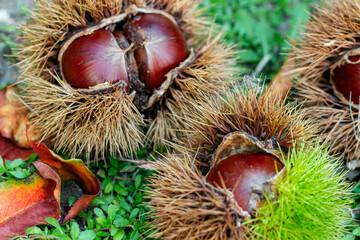 いがぐり、イガグリ、いが栗、毬栗