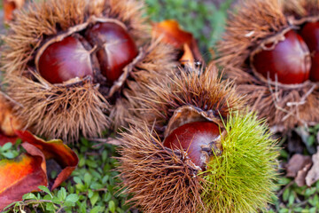 いがぐり、イガグリ、いが栗、毬栗