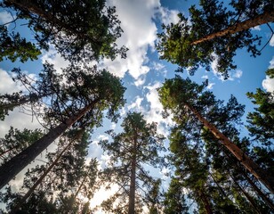 Looking up at tall trees in a forest