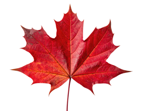 Vibrant autumn maple leaf against black background