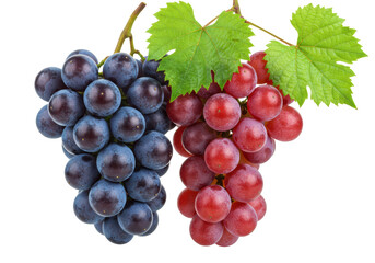Fototapeta premium Plump purple and dark burgundy grapes, crisp green leaves, delicately suspended against a seamless transparent studio background, soft lighting, sharp focus. Concept of premium freshness