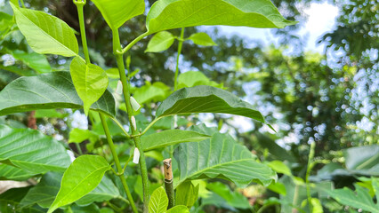 several green leafhoppers on the tips of the leaves
