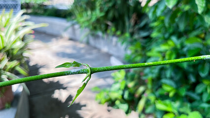 Mealybugs on leaves that disrupt growth