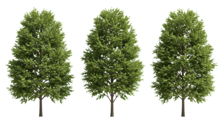 Three lush green evergreen trees with full, dense canopies, meticulously detailed, isolated on a pristine transparent studio background with copy space, shadowless, architectural visualization asset