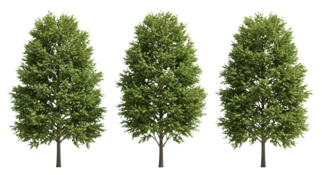 Three lush green evergreen trees with full, dense canopies, meticulously detailed, isolated on a pristine transparent studio background with copy space, shadowless, architectural visualization asset