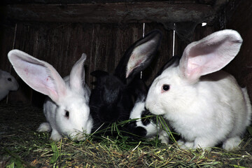 Young cute bunnies of different colors with their mother rabbit in an open cage. The floor is layered with hay and visible waste.