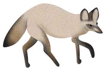 raster image of a big-eared fox on a transparent background