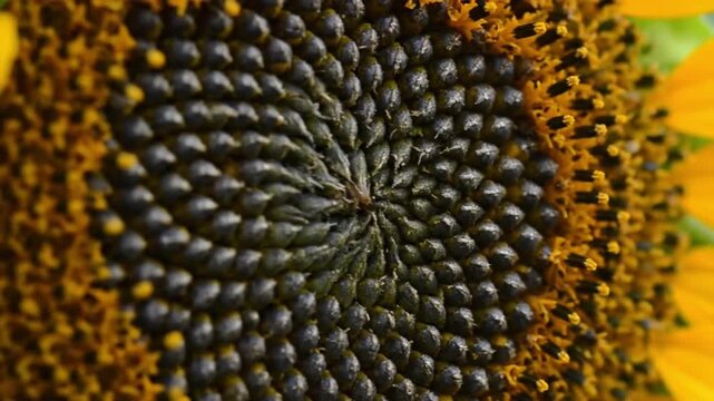 Intricate spiral pattern of sunflower seeds up close, showcasing natural beauty and growth.
