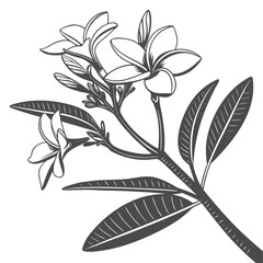 elder on white background 