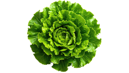 Close-up of a vibrant green head of lettuce (1)