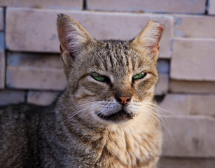 Close-Up Portrait of a Tabby Cat with Green Eyes and Whiskers Against Brick Wall Background