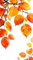 Obraz premium Autumn leaves against black background