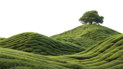 green tea plantation isolated on transparent white background, clipping path