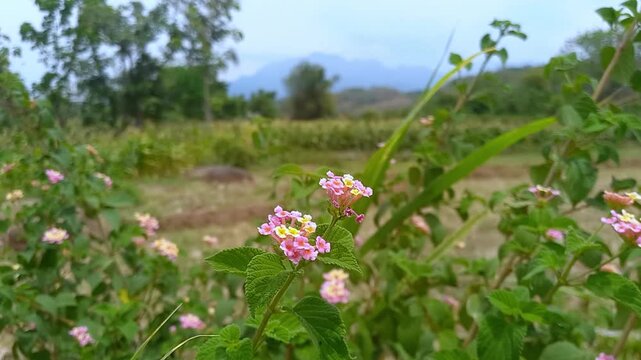 View of lantana camara flowers, with mountains in the background