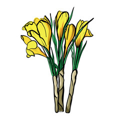 Hand drawn yellow crocus flowers vector illustration