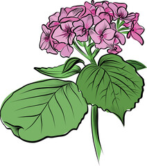 Pink hydrangea flower branch hand drawn vector illustration