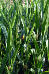 A lush, vibrant cornfield in the summer, with green stalks and leaves stretching toward the light, some showing early ears of corn.