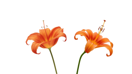 Orange lily flower on transparent background png