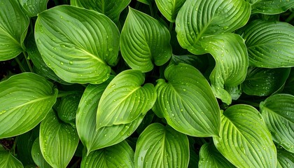 Lush green leaves close-up