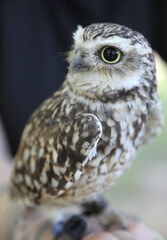 young tawny owl with a yellow beak and enormous eyes