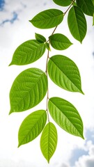 Lush green leaves on a branch against a cloudy sky