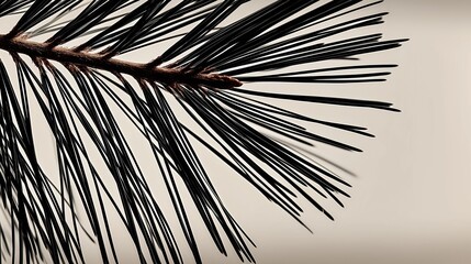 Obraz premium Close up of pine tree branch with long dark needles on neutral background, minimal nature concept, evergreen plant detail, winter season symbol, botanical and holiday design.