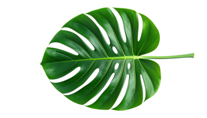 Close-up vibrant green leaf