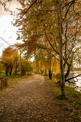 Naklejka premium Beautiful autumn park, autumn nature, pond in autumn, yellow leaves