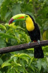 toucan in the jungle