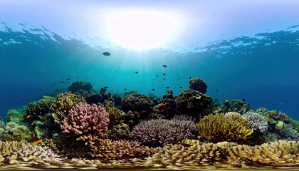 Coral reef underwater ocean marine fish sunlight blue water tropical sea ecosystem vibrant colorful aquatic nature environment