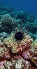 Diadema savignyi Sea Urchin Underwater, A Keystone Species in Ocean Ecosystems

