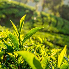 Lush green tea leaves in a sunlit tea plantation