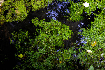 rzęsa wodna, woda, las, rośliny, zieleń,mech © Estera