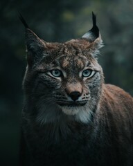 portrait of a lynx