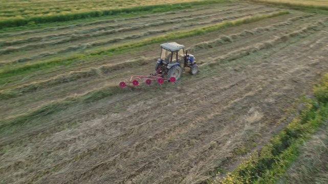 Small ranching hay harvesting. Tractor working in field at sunset. Tedder for tractor. The machine for gathering hay.